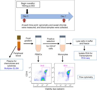 <mark class="highlighted">CFTR Modulator</mark> Therapy Enhances Peripheral Blood Monocyte Contributions to Immune Responses in People With Cystic Fibrosis